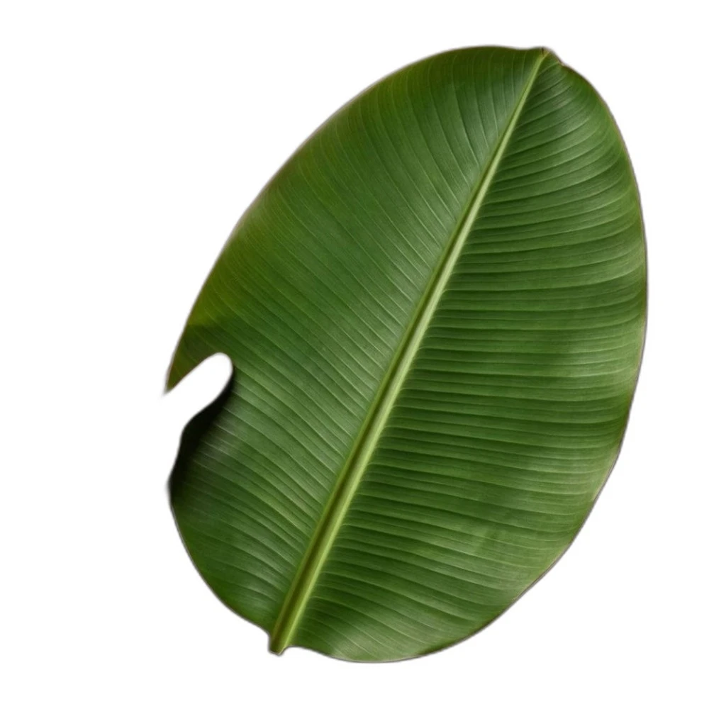 Banana Leaf Design Table Placemat Set (6 Pieces)
