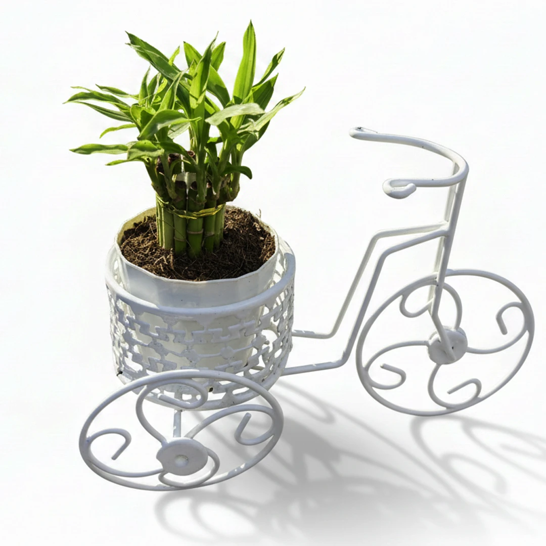 Lucky Bamboo Plant in White Decorative Tricycle Planter